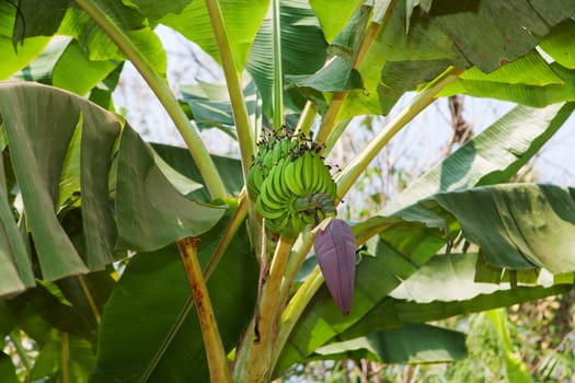 Banana tree with bananas