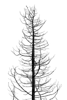 leafless tree