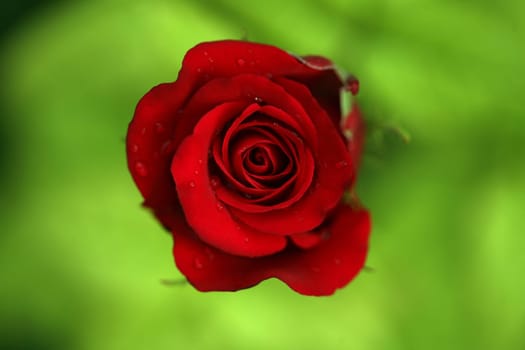 red rose