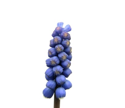 Grape hyacinth
