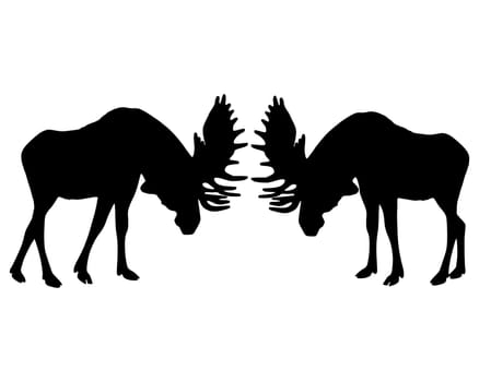Rutting at moose