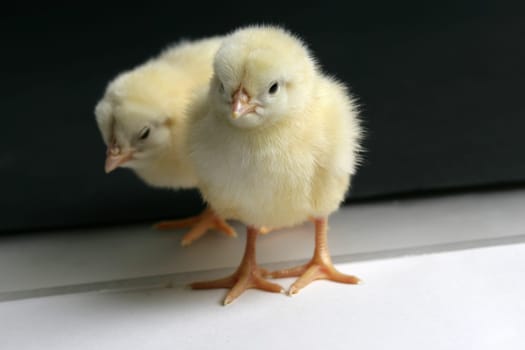 chicken baby