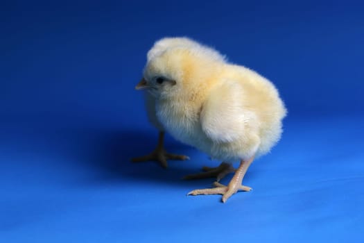 chicken baby