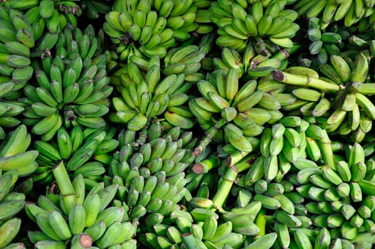Banana trees,harvested in Cuba