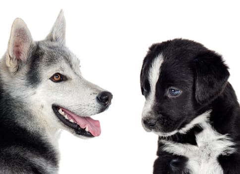 Couple of dogs with different races