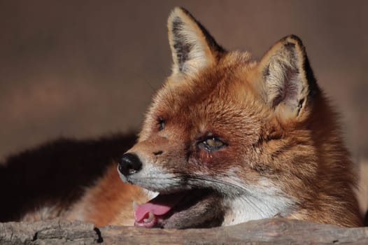Red Fox II