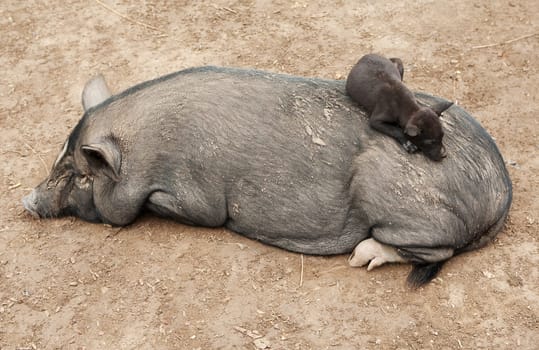 Odd couple