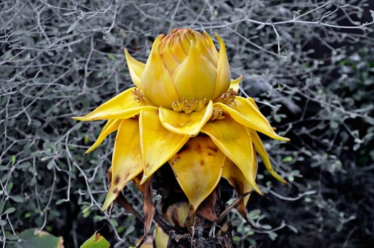 Musella Lasiocarpa
