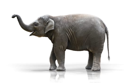 Young elephant raises trunk wd6