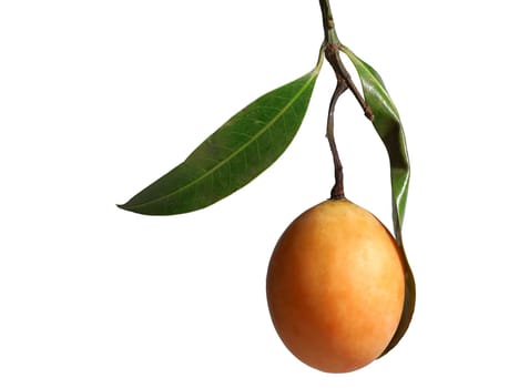 Exotic Thai Fruit. Maprang, Marian plum, Gandaria, Marian mango, Plum mango