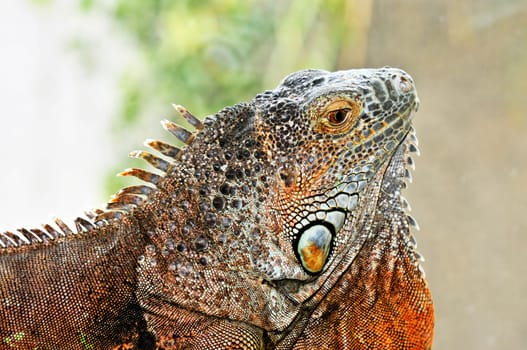 Green Iguana
