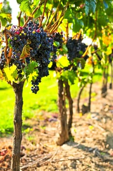 Purple grapes
