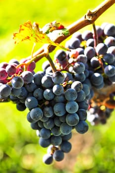 Purple grapes