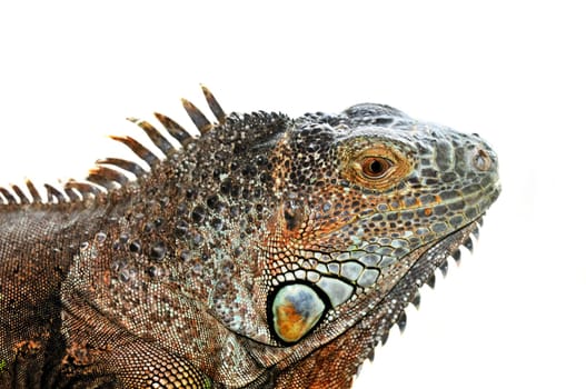 Green Iguana