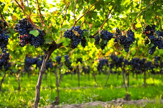 Purple grapes