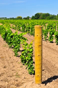 Vineyard