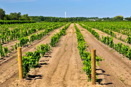 Vineyard
