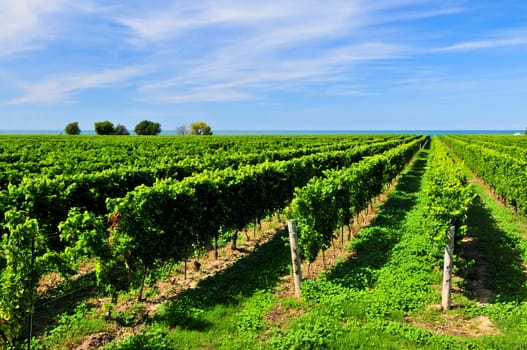 Vineyard