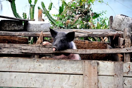 Cuban Domestic Pig