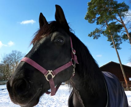 Horse