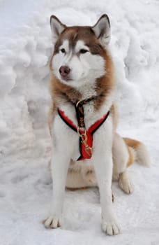 Siberian husky in the snow