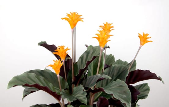 Calathea Crocata