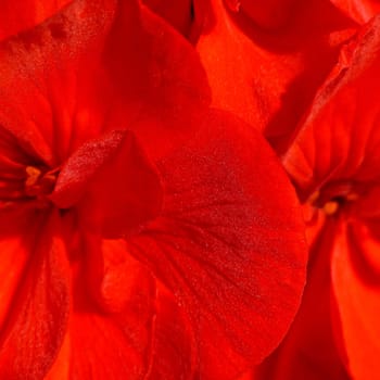 simply red