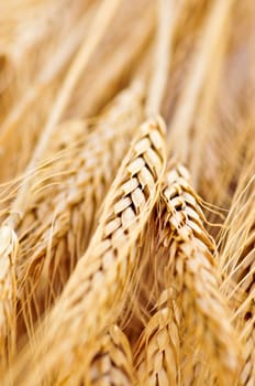 Wheat ears