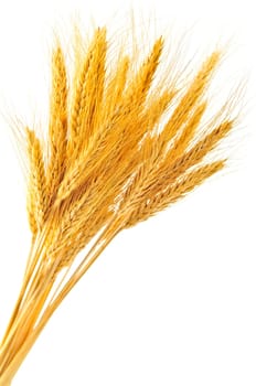 Isolated wheat ears