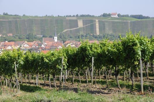 Vineyards near Nordheim