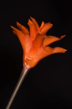 Calathea Crocata