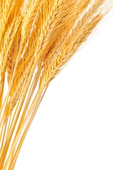 Isolated wheat ears