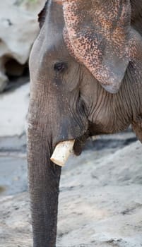 Ivory