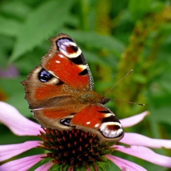 The peacock butterfly is butterfly of the year 2009