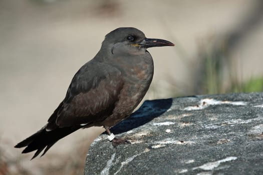 Inca Tern