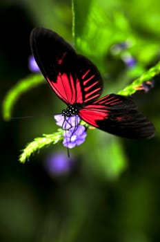 Red heliconius dora butterfly
