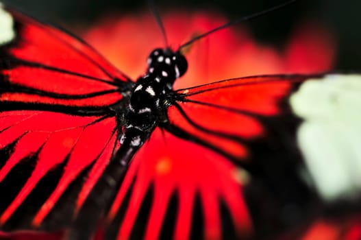 Red heliconius dora butterfly