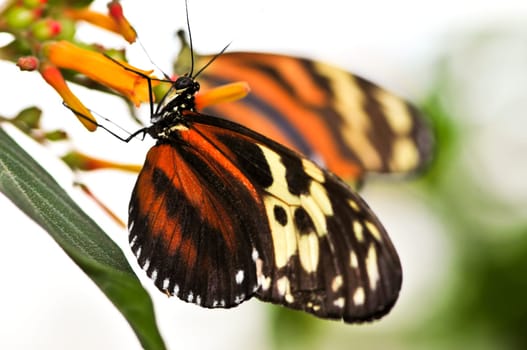 Large tiger butterfly