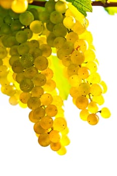 Yellow grapes