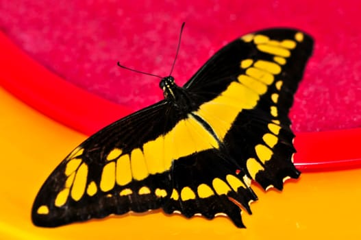 Giant swallowtail butterfly