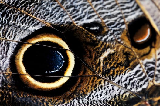 Owl Butterfly wing spots