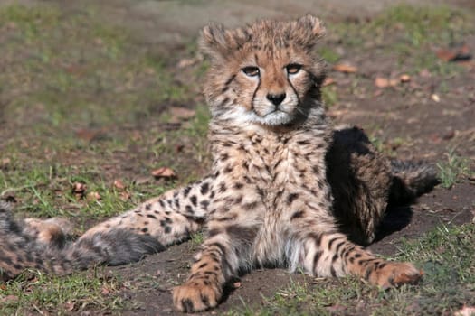 Young Cheetah