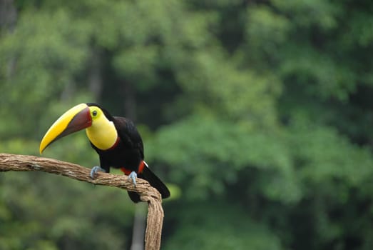 Toucan
