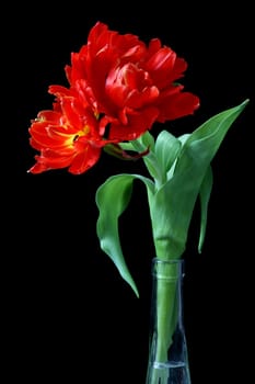 Parrot Tulip 2