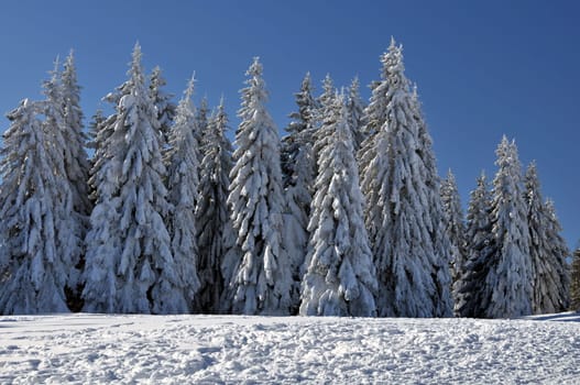 Winter Forest