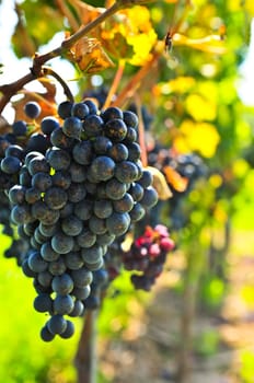 Red grapes