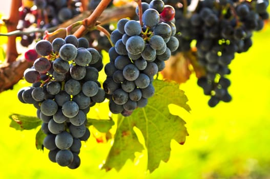 Red grapes