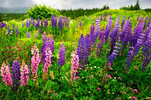 Newfoundland landscape with lupin flowers
