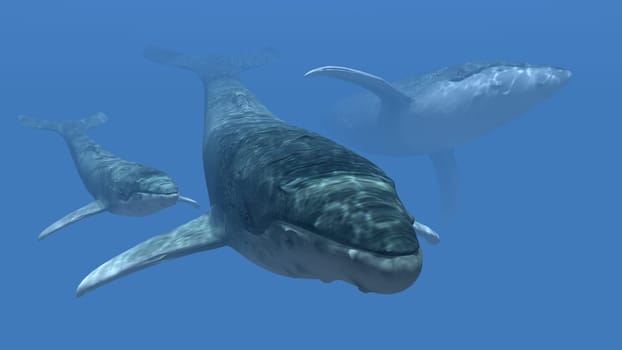 Three Whales