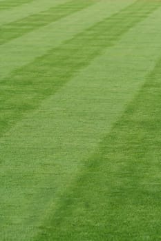 Striped grass